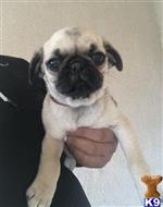 pug puppy posted by Jessica reynolds
